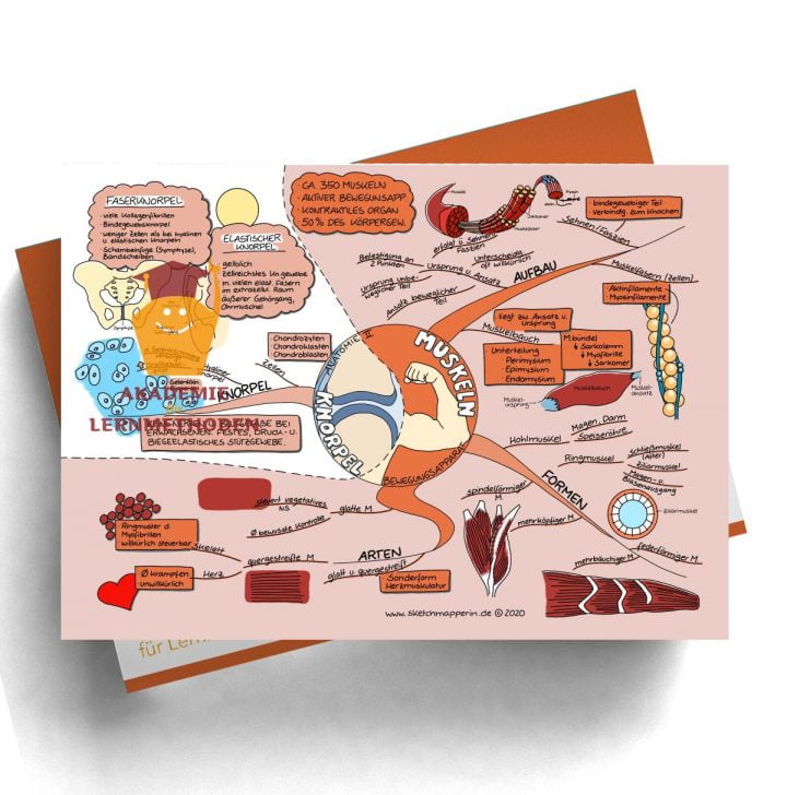 Mindmap zum Thema Gefäße Anatomie für den med. Heilpraktiker