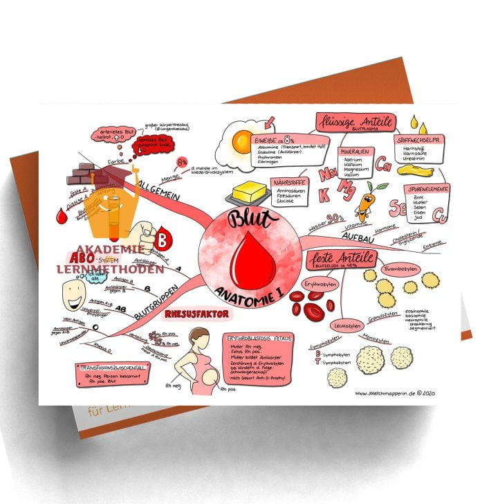 Mindmap zum Thema Blut Anatomie 1 für den med. Heilpraktiker