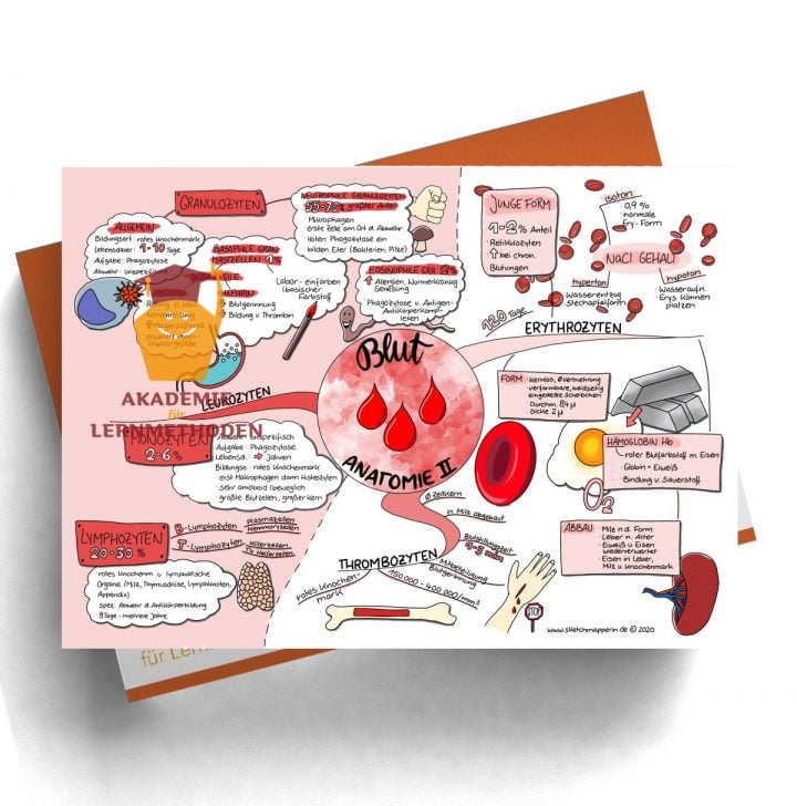 Mindmap zum Thema Blut Anatomie 2 für den med. Heilpraktiker