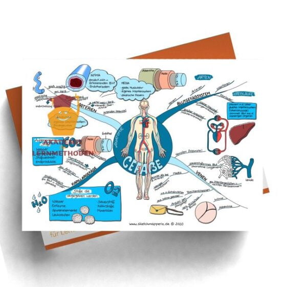 Mindmap zum Thema Gefäße Anatomie für den med. Heilpraktiker