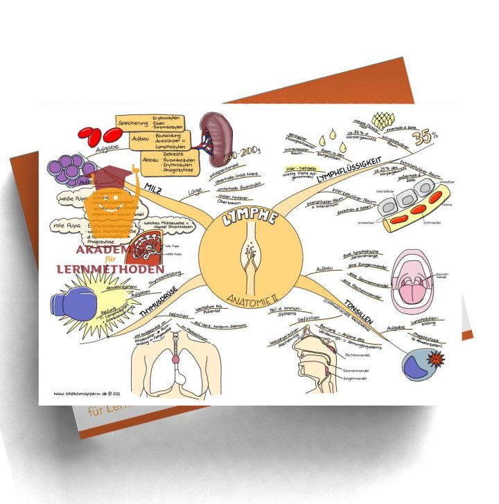 Mindmap zum Thema Lymphe_Anatomie II für den med. Heilpraktiker