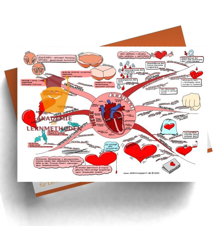 Mindmap für den med. HP zum Thema Herz Anatomie